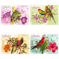 Проф-Пресс Альбом для рисования "Любимые попугаи", 40 листов, А4, на скрепке
